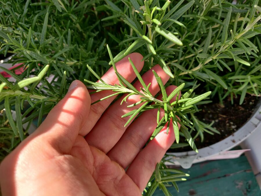 3 Easy Ways to Propagate Rosemary from Cuttings